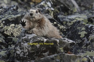 Marmotte dorée - Kéno - Yukon - Canada