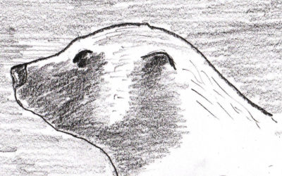 De rares images d’un glouton (ou carcajou, wolverine en anglais)