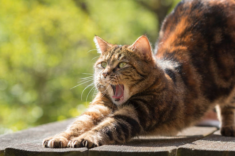 La prédation par les chats est-elle un danger pour la faune sauvage ?